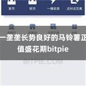 一垄垄长势良好的马铃薯正值盛花期bitpie